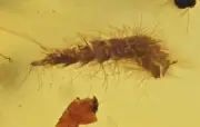Detailed Dermestid beetle larvae, Fossil insect inclusion in Burmese Amber