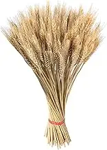 Yjkedfh Wheat Stalks,100X Dried Wheat Sheaves | Natural Dried Wheat Stalks Wheat Bunch Dried Wheat Sheaves Dry Wheat for Home Decor 21.7 Inch