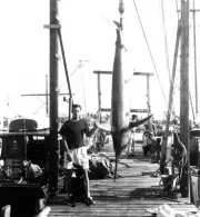 Black Marlin In Bimini 1940 Old Fishing Photo