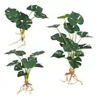 Green Plants Simulation Leaves Fake Flowers Turtle Leaves Artificial Plants