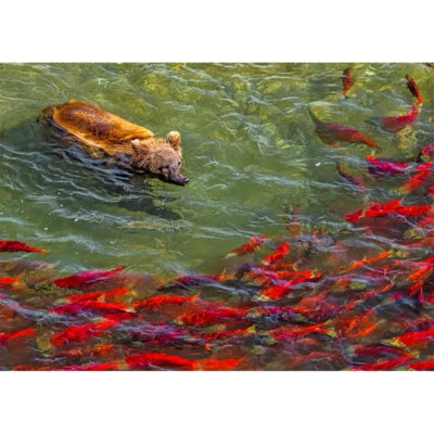 Grizzly Bear herding salmon - 3D Lenticular Postcard Greeting Card