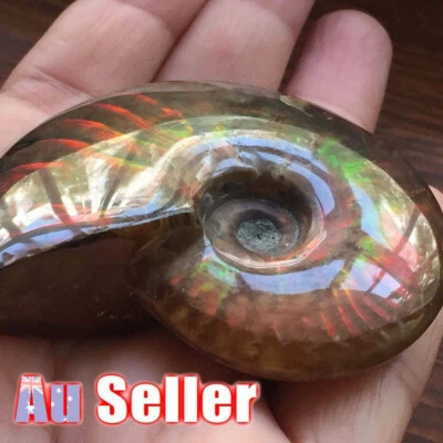 Madagascar Natural Iridescent Ammonite Ammolite Facet Specimen Fossil Stone