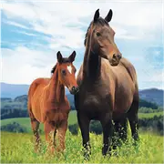 Melbourne Cup Horse and Pony Lunch Napkins 16 Pack
