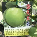 勿直接下標 雪天王棗 大果蜜棗 嫁接苗 雪蜜棗 樹苗 盆栽 12號 蜜棗 蘋果蜜棗 天王 帝王棗 春雪 一點紅 雪天后