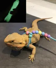Reptile Training Harness LeashRope Lizard Chameleon GuineaPig Ferret Hamster Rat