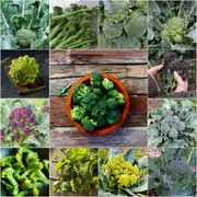 Broccoli - Heirloom Mix seeds