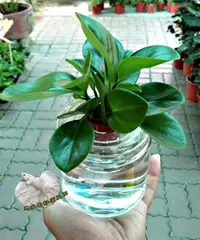 在飛比找樂天市場購物網優惠-[圓葉椒草水耕盆栽] 玻璃瓶水耕植物盆栽 室內佳
