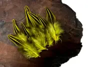 10 Pieces - Yellow Dyed Jungle Cock Loose Plumage Feather Fly Tying Rare Exotic