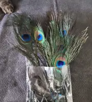 Real Natural Peacock Feathers 10-12" Tail Feather Craft Halloween Costume 15Pcs