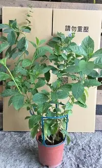 在飛比找Yahoo!奇摩拍賣優惠-花苗 ** 紫蝶花 紫蝶花 ** 6吋盆/高30-50cm/