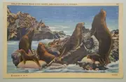 Seals on Rocks, Near Cliff House, San Francisco, California Linen Postcard