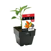 100mm Chilli Seville - Capsicum annuum