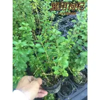 在飛比找蝦皮購物優惠-『525生態植物園』葉用枸杞（無刺，葉可供食用）