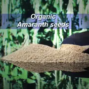ORGANIC Amaranth Seed SUPERFOOD Grain GLUTEN FREE fiber protein WEIGHT LOSS