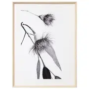 Flowering Gum Print