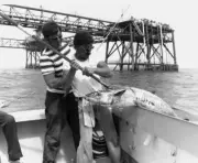 An Angler Holding King Mackerel In Louisiana 1975 Old Fishing Photo