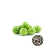 Brussel Sprouts Long Island - Seed Packet - Untreated Seeds - Autumn-Winter
