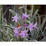 斑葉紫嬌花｜TULBAGHIA VIOLACEA VARIEGATA｜4吋｜稀有｜可戶外｜