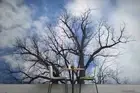 3D Sky Cloud Branch Wallpaper Wall Murals Removable Wallpaper 160