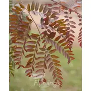 Buy Gleditsia Ruby Lace Ornamental Trees (Gleditsia pendulous)