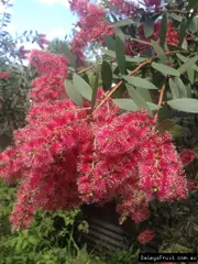 Buy Melaleuca Weeping tea tree (Melaleuca viridiflora)