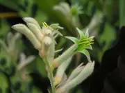 KANGAROO PAW 'Green' / ANIGOZANTHOS FLAVIDUS seeds *NATIVE*