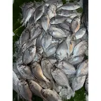 在飛比找蝦皮購物優惠-【金榜鮮魚號】本港現撈肉魚#海鮮#現撈#新鮮