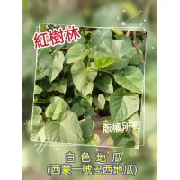 在飛比找蝦皮購物優惠-【紅樹林】白色地瓜(西蒙一號巴西地瓜) 、紫葉心型、紫心、台