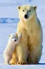 Polar Bears Animals Polar Love Painting Print Wall Art Home Decor - POSTER 20x30