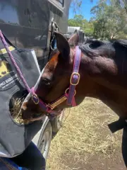 Horse Halter/Head Collar PVC Fully Adjustable Available With Brass Name Plate