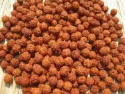 1100 pc Loose Rudraksha Seeds Beads Nepal Origin, Natural 5 Mukhi 8 mm Free Ship