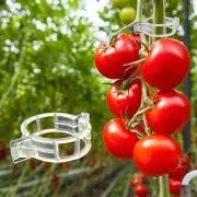 100-1000Pcs Tomato Clips Plastic Trellis Clips Plant Vegetables Support Clips