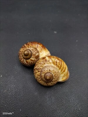 2 x cyclophorus perdix land snails sea shells collectors sea shell #11355