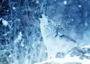 Wolf Howling PREMIUM POSTER FILM PRINT HIGH QUALITY Thick paper
