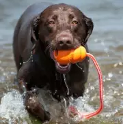 Kong Aqua Toy Dogs Rope Floats Large Water Floating Fetch Training Toy
