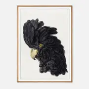 Galrie Stunning Black Cockatoo Art Print - Detailed Vintage Ornithological Illustration, Wood Frame, A0 84 x 119cm (33 x 47inch)