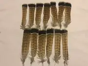 Lot 13 Ruffed Grouse Tail Feathers Crafts Fly Tying