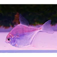 在飛比找iOPEN Mall優惠-【成崧水族】虎紋銀板 虎紋銀板魚 大型魚 觀賞魚