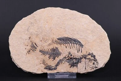 Fossil Lake Fish Bargain 4" Cockerellites Green River Fm Wyoming COA 11091