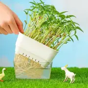 Horticultural Tool Sprouts Growing Tray Hydroponic System
