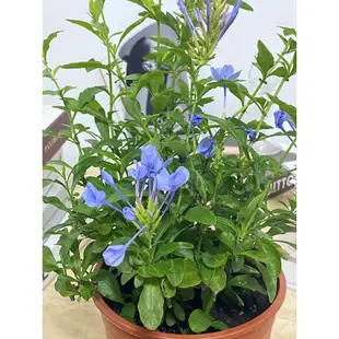 ｛英宏｝室外開花植物 藍雪花5寸 一年四季都會開花 藍花丹、藍花丹藍、藍花磯松、藍茉莉、花繡球、玉碧蓮