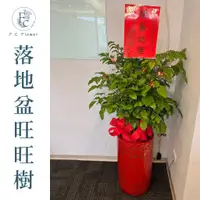 在飛比找蝦皮購物優惠-【F.C Flower】落地盆旺旺樹 旺旺樹盆景 盆栽 開幕