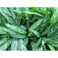 在飛比找蝦皮購物優惠-🌱銀后粗肋草Aglaonema commutatum黑美人粗