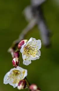 在飛比找Yahoo!奇摩拍賣優惠-佳能 50mm F1.8 STM 三代小痰盂 50 1.8 