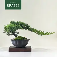 在飛比找蝦皮購物優惠-【Tanaka Bonsai】珍珠柏盆景SPA524 (木墊