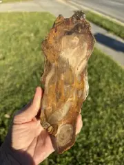 Petrified Wood (jasper, chalcedony, agate?) 7 in x 2.5 in x 1 in, 12.5 oz