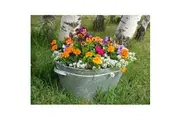 FLOWER MIX FOR POTS / ROCKERY MIX / DWARF MIX seeds