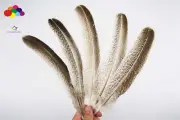 pretty Premium 100pcs 25-30cm/10-12in Natural Pheasant Beautiful Feather