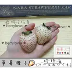 ❤️粉莓人🖤日本草莓 草莓種子 白草莓 珍珠白 白珍珠