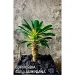 EUPHORBIA GUILLAUMINIANA/鬼棲閣/實生穩株/原產株後代/塊根/潮流